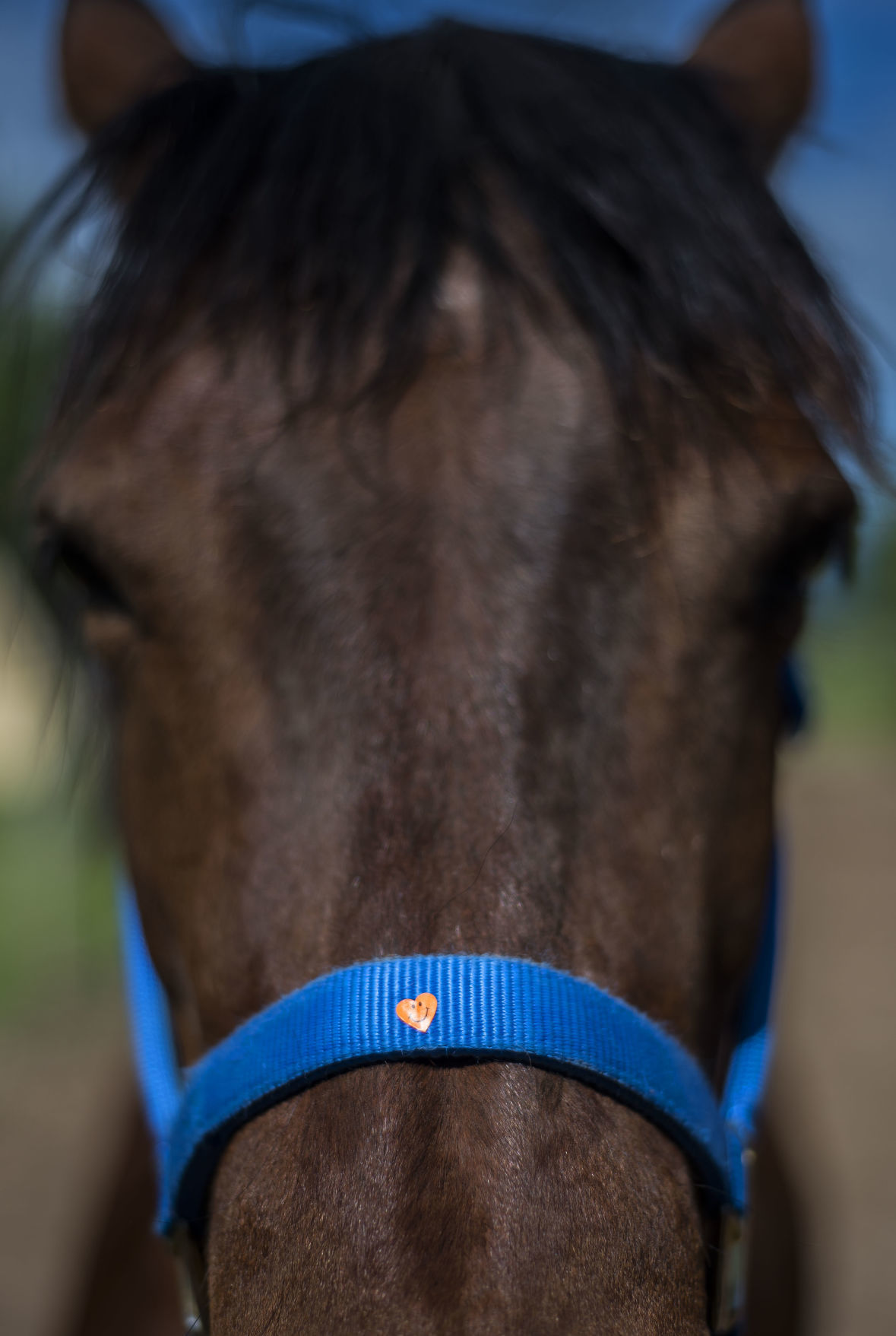 Horse Warriors Family Fun Day